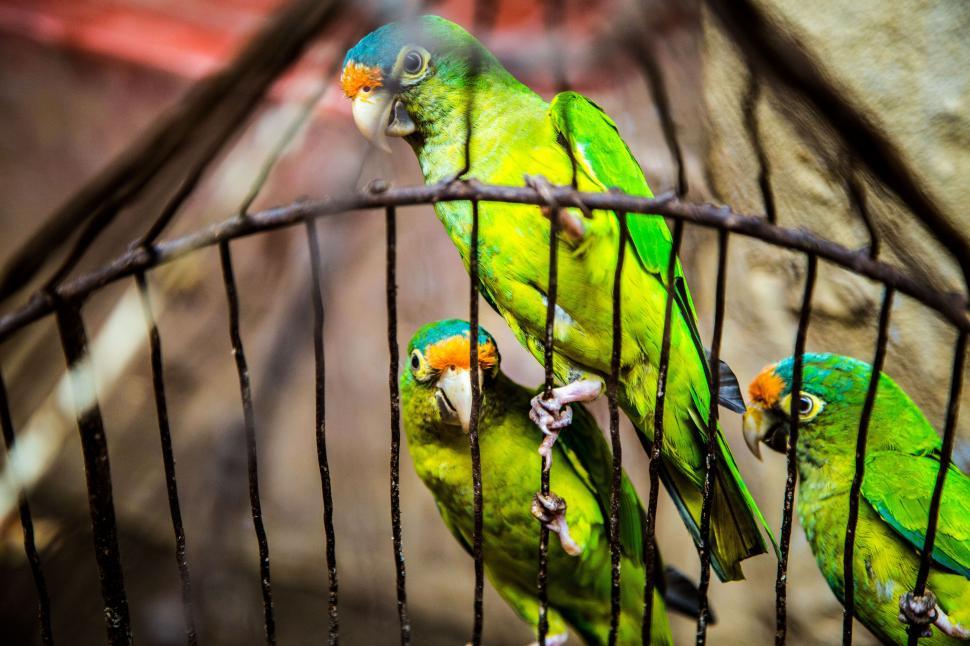 Free Image of Green parakeets in a birdcage 