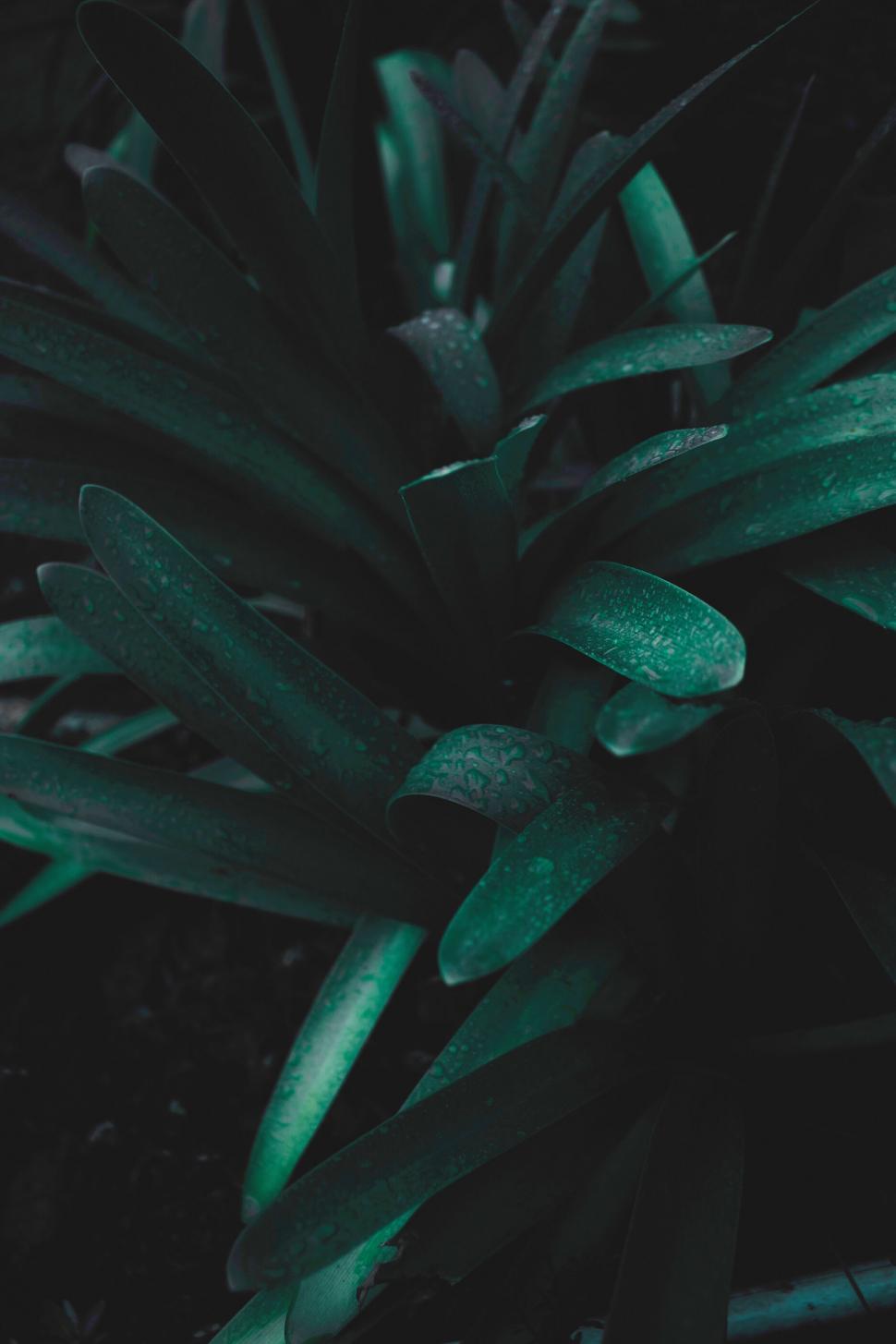 Free Image of Dark Green Foliage with Water Droplets 