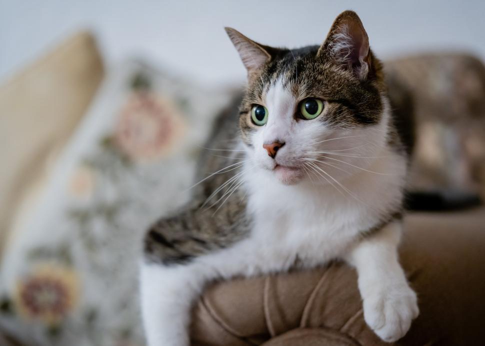 Free Image of Tabby cat looking away thoughtfully 
