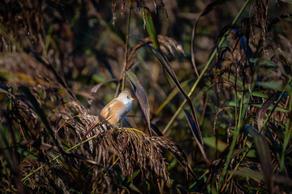 Free Image of Bird perched on grass in the wild 