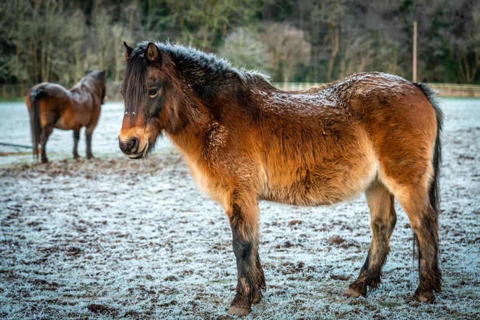 Free Image of Horse on a frost-covered field 