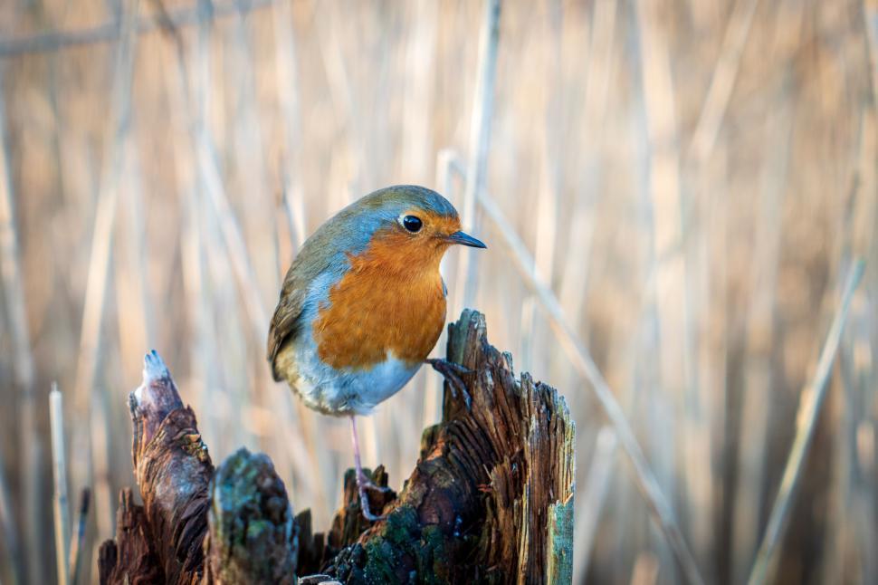 Free Image of Robin perched on a tree stump in nature 