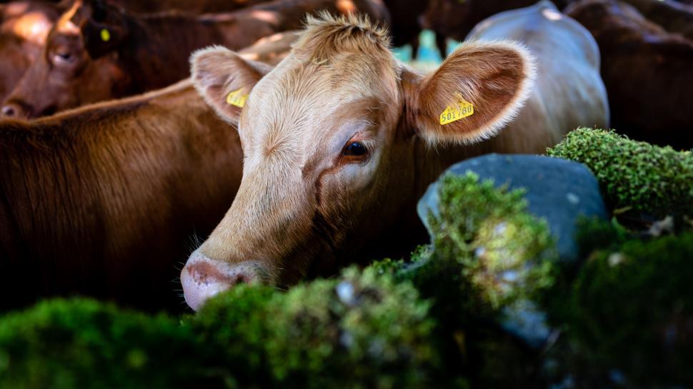Free Image of Curious cow among a herd looking out 