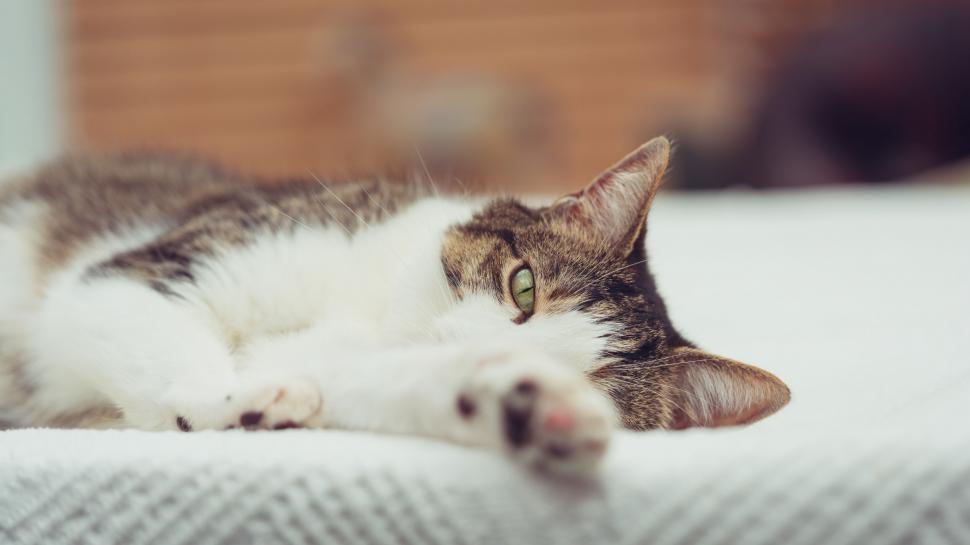 Free Image of Relaxed cat lounging on a cozy bed 