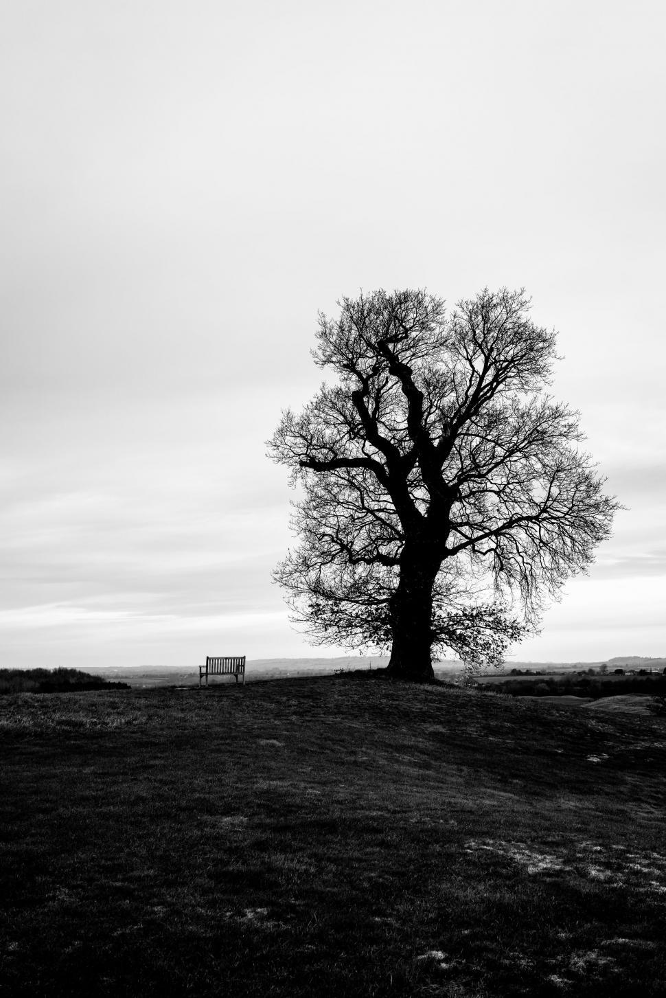 Free Image of Solitary tree with a bench on a hill 