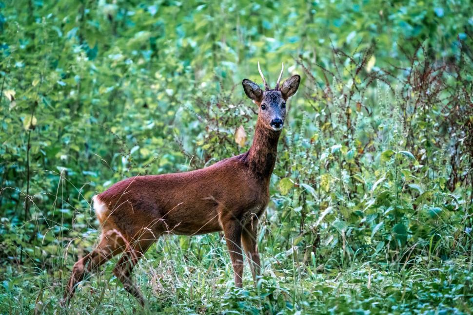 Free Image of Deer standing in lush greenery 
