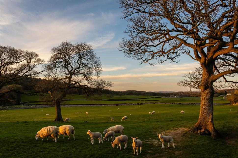 Free Image of Sheep grazing at sunset in countryside 