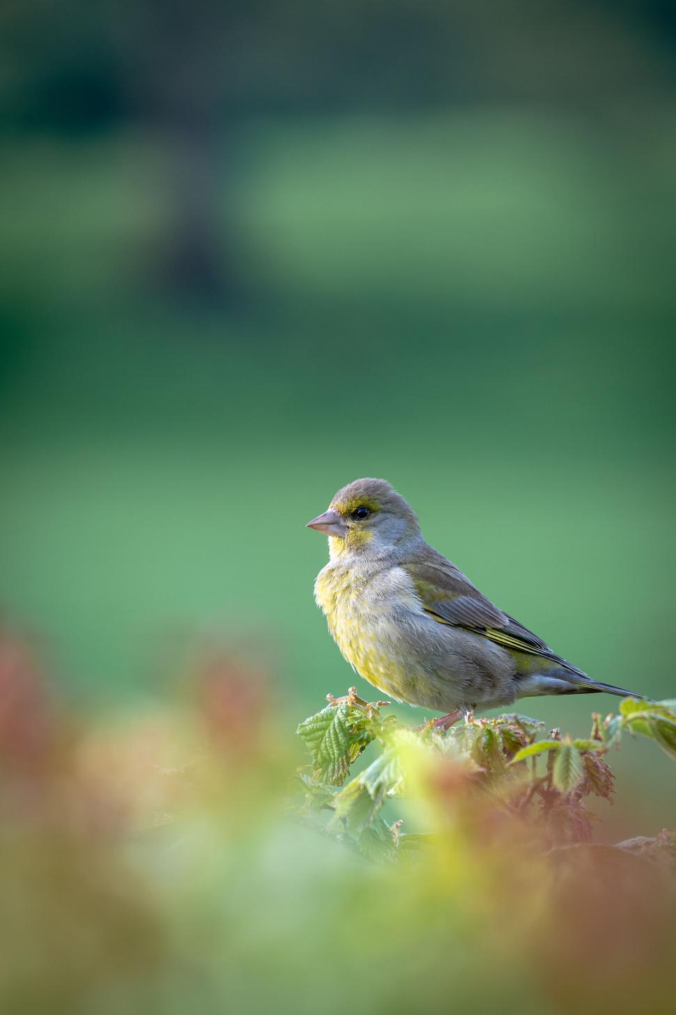 Free Image of Bird amidst green foliage 