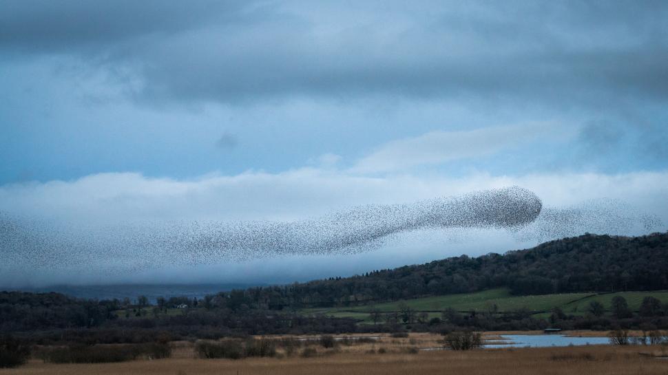 Free Image of Starling murmuration over rural landscape 