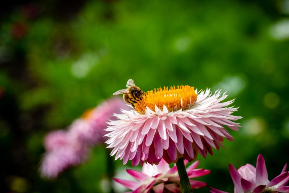 Free Image of Bee pollinating pink flower in garden 