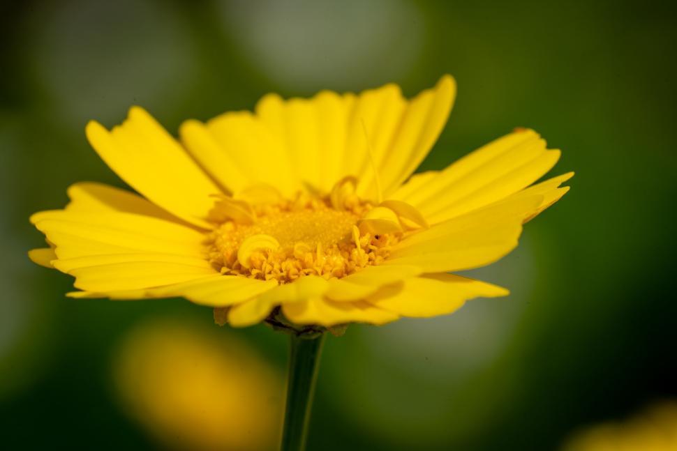 Free Image of Vibrant yellow flower in macro shot 