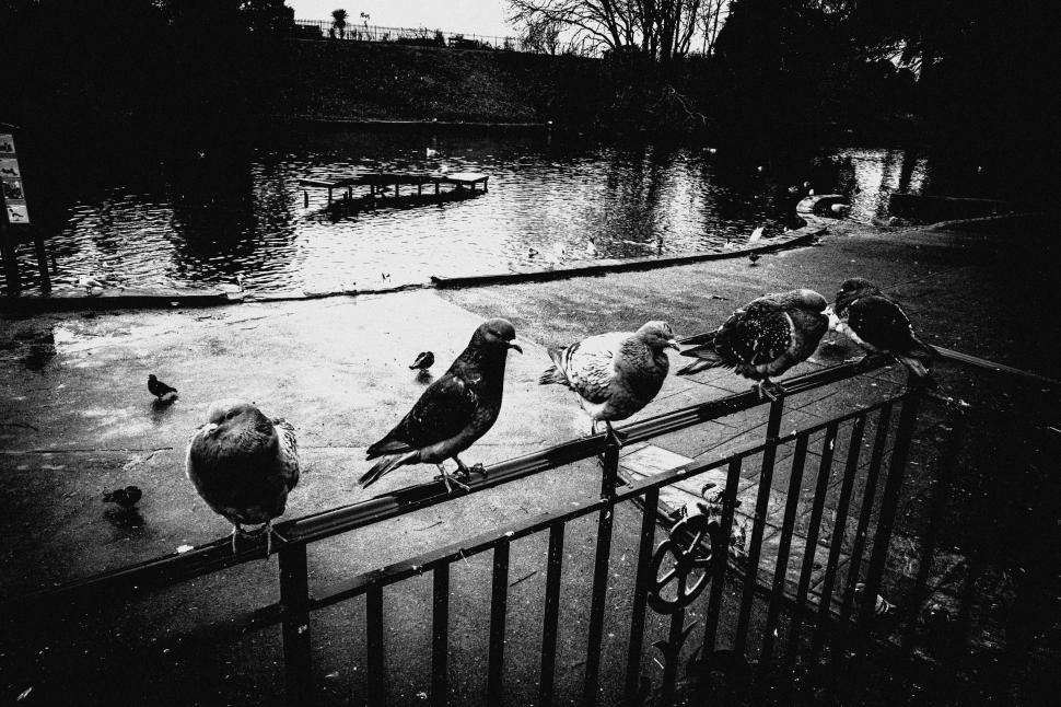 Free Image of Birds perched on fence by water 