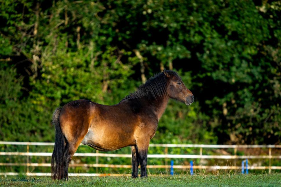 Free Image of Horse standing in a paddock at sunset 