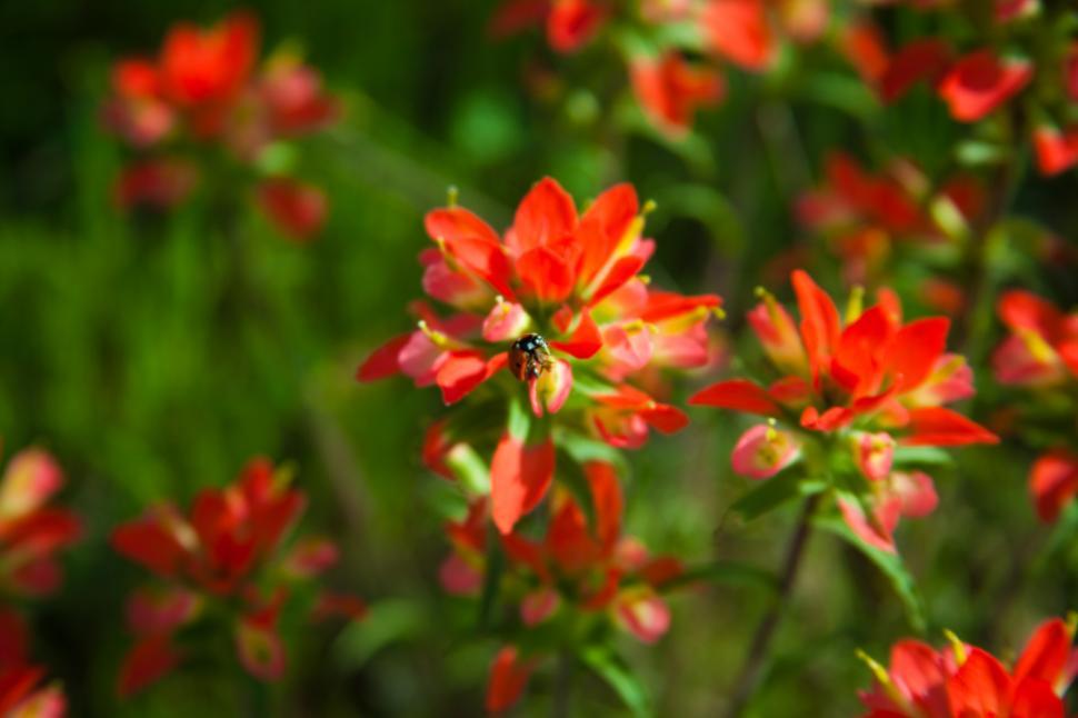 Free Image of Indian Paintbrush flower with ladybug 