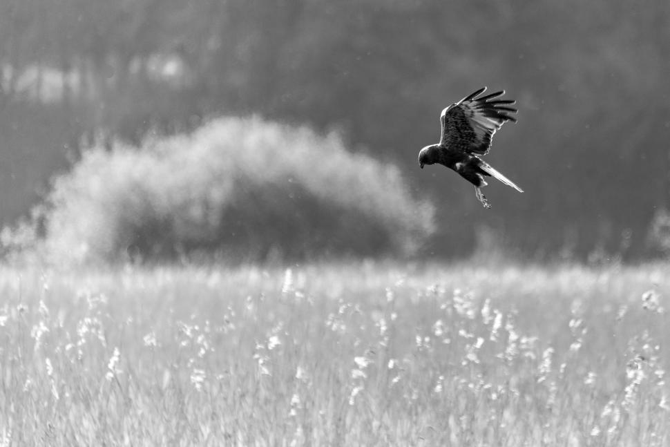 Free Image of Black and white photo of a bird in flight 