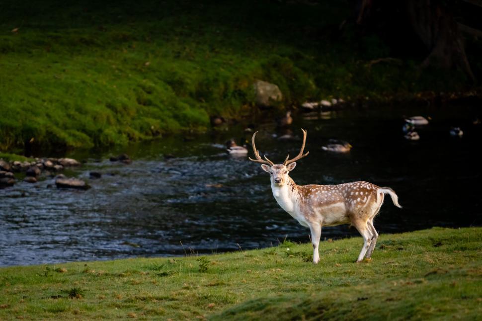 Free Image of Single deer by a stream at dusk 