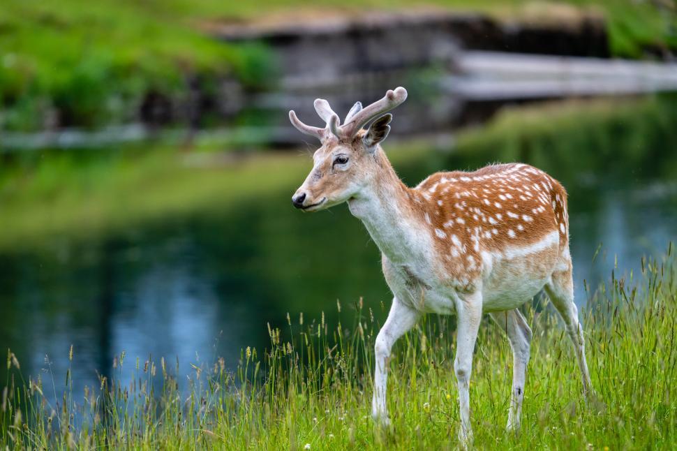 Free Image of Fallow deer in lush green surroundings 
