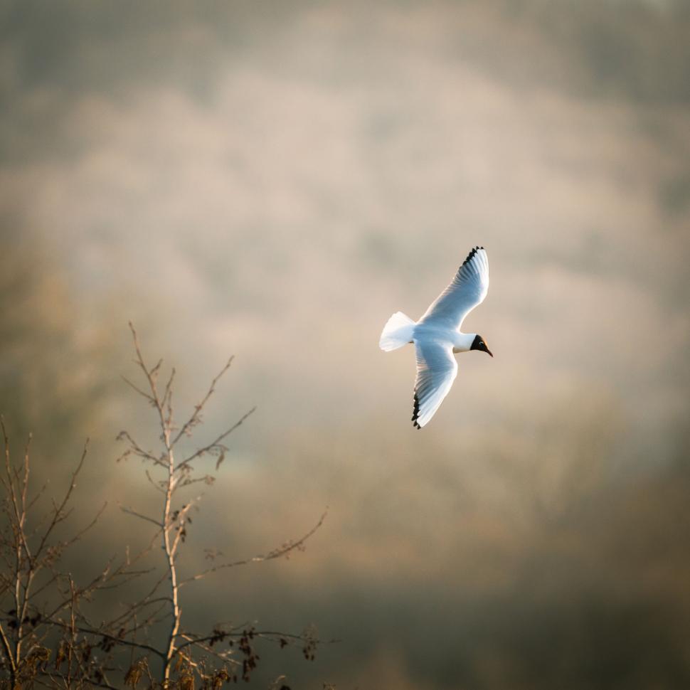 Free Image of Seagull in flight with soft background 