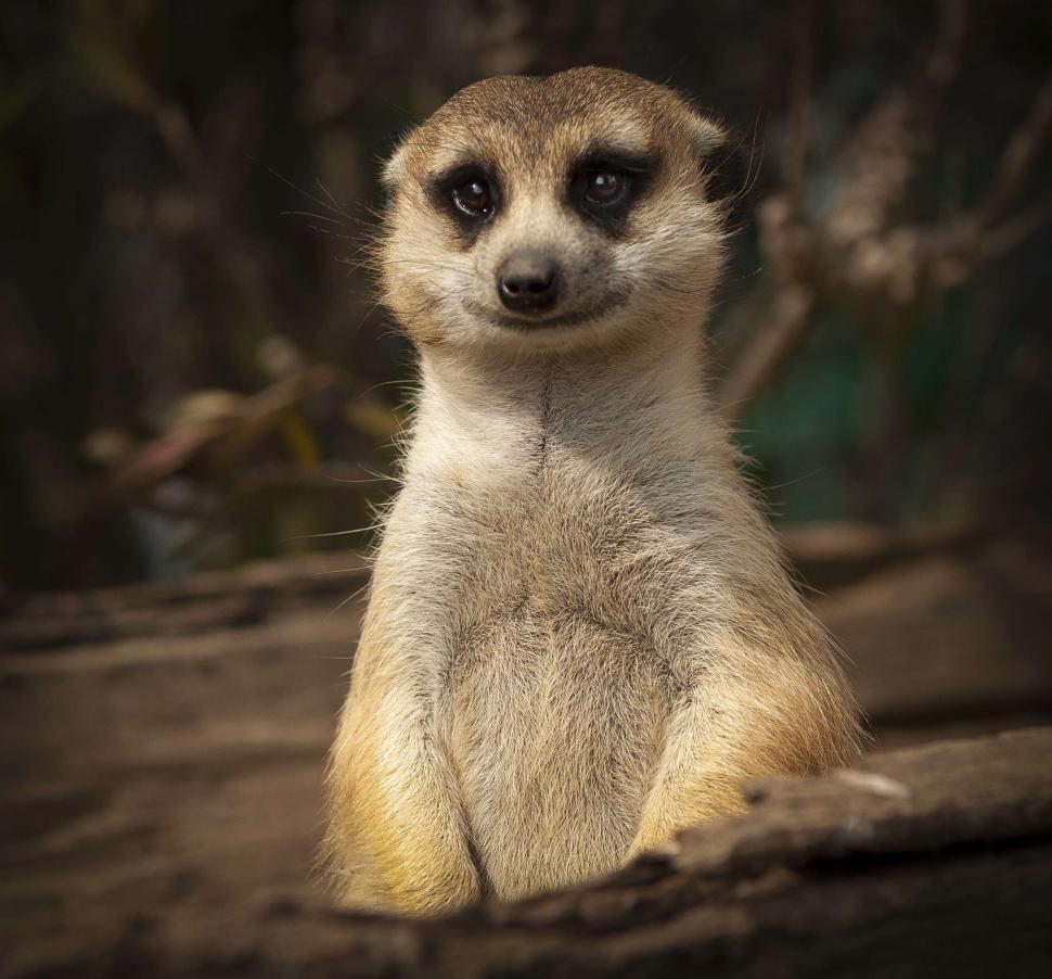 Free Image of Close-up of a monkey s behind with face obscured 