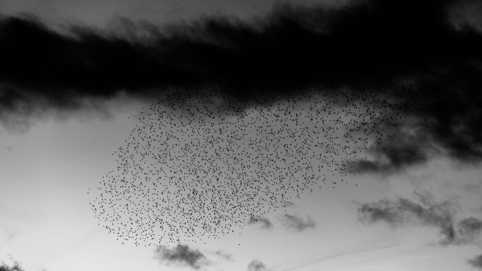 Free Image of Flock of birds flying in the sunset sky 