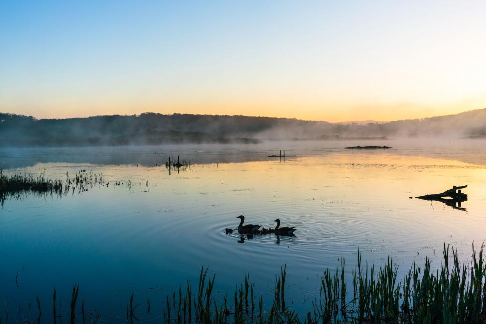 Free Image of Misty lake with ducks at dawn 