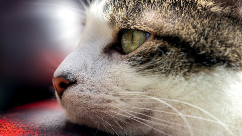 Free Image of Cat s eye in a detailed close-up 