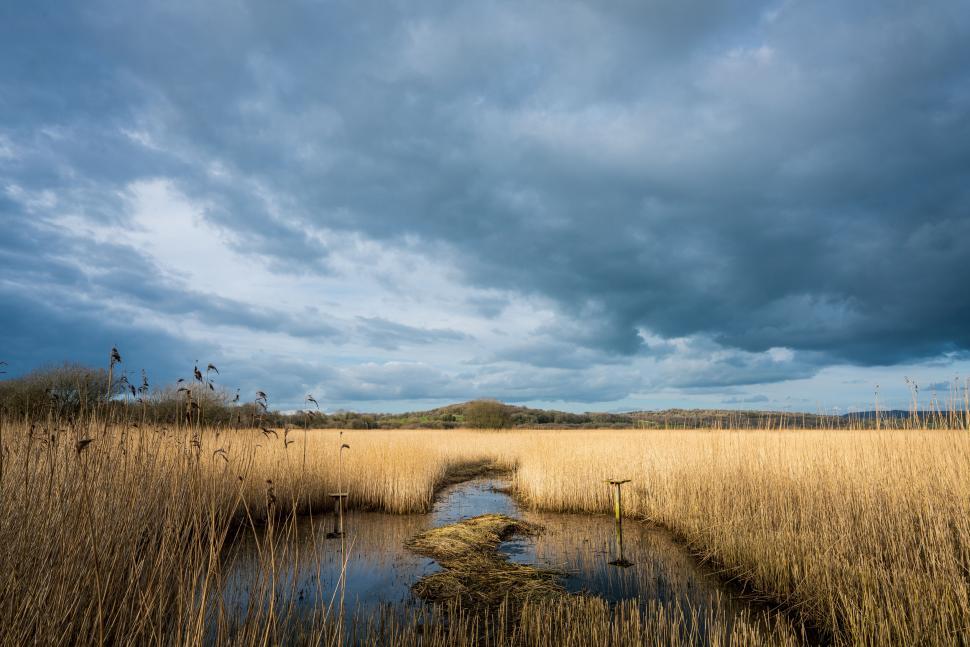 Free Image of Dramatic clouds over golden reed marsh 