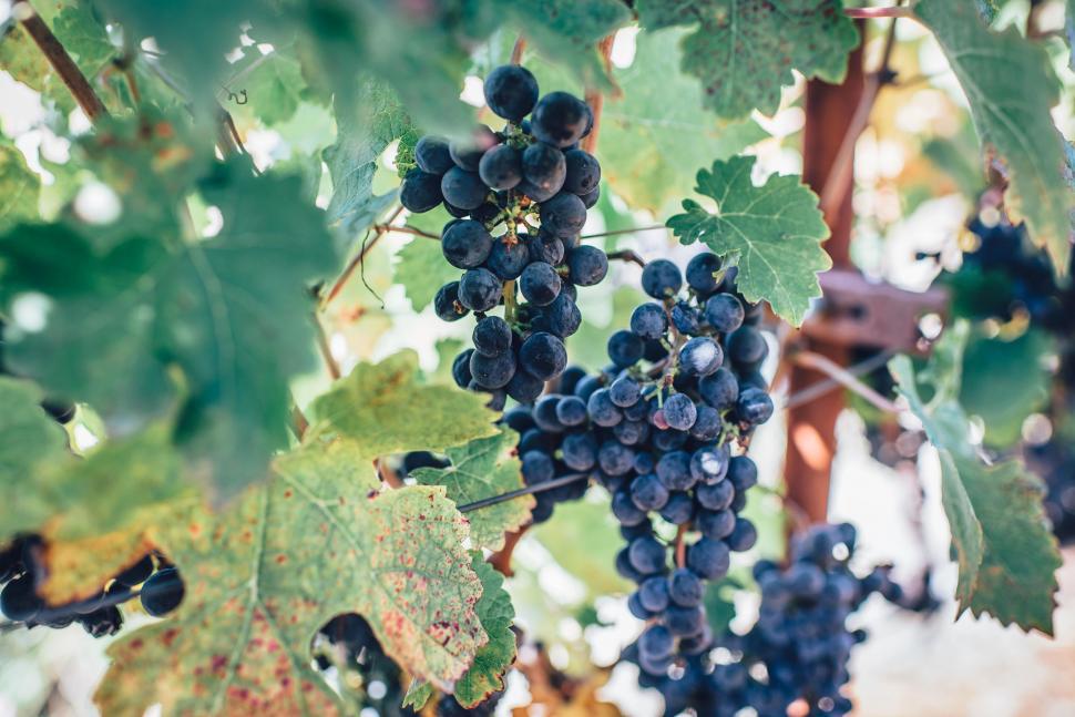 Free Image of Close-up of grapes on a vine 