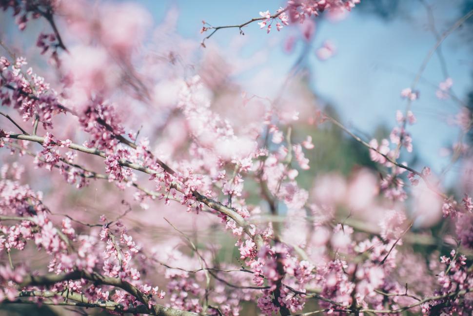 Free Image of Pink cherry blossoms in soft focus 
