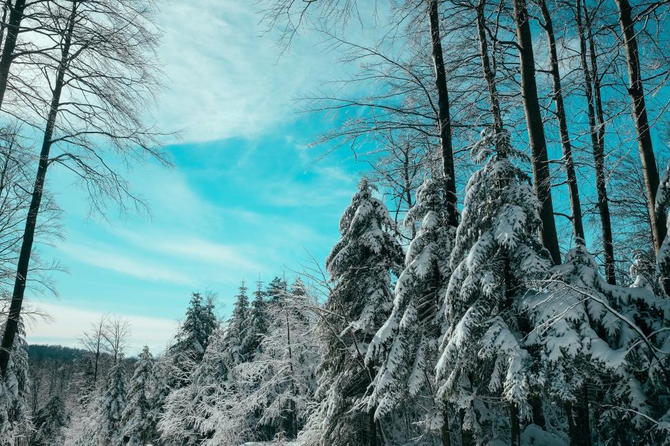 Free Image of Snow-covered trees against blue sky 