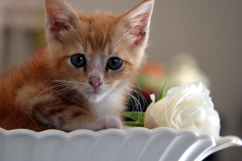 Free Image of Ginger 