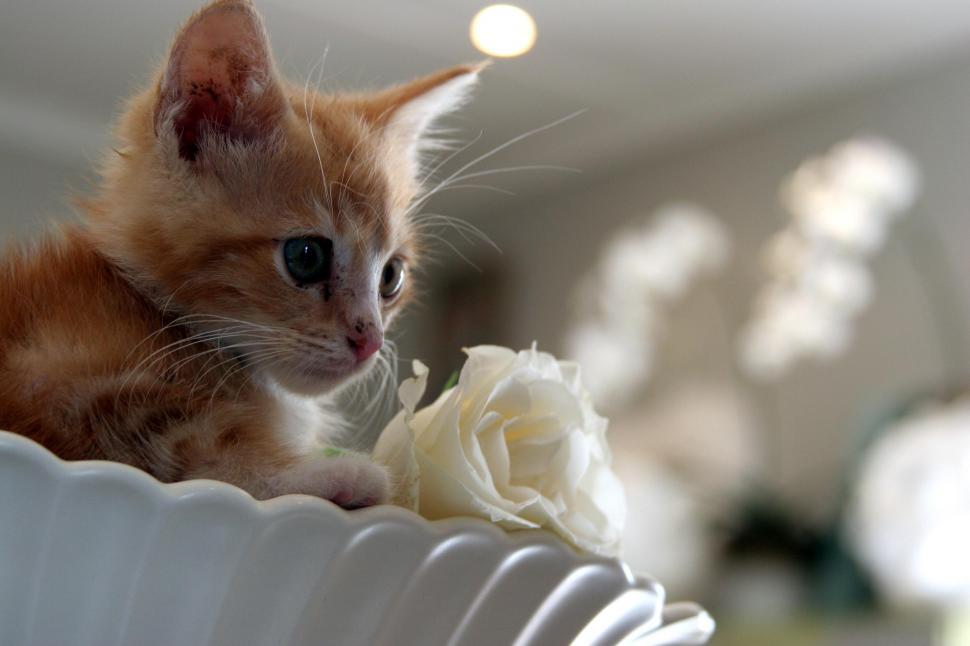 Free Image of Ginger 