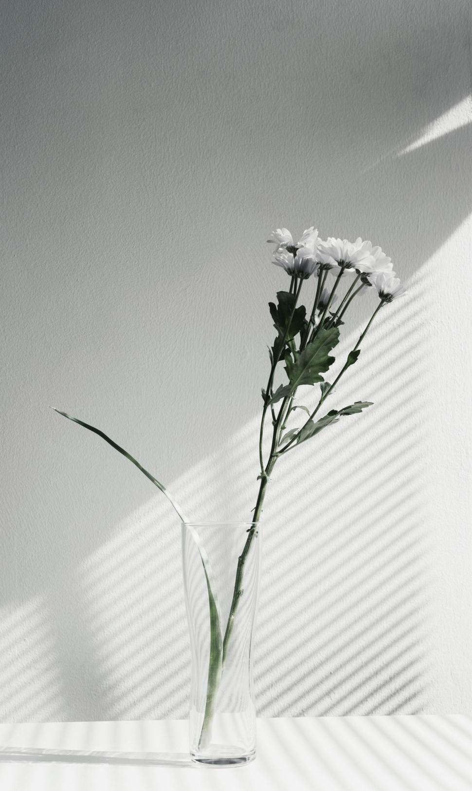 Free Image of Minimalistic vase with flowers and shadows 