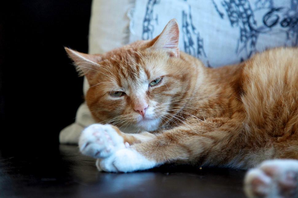 Free Image of Alert ginger cat lying on couch 