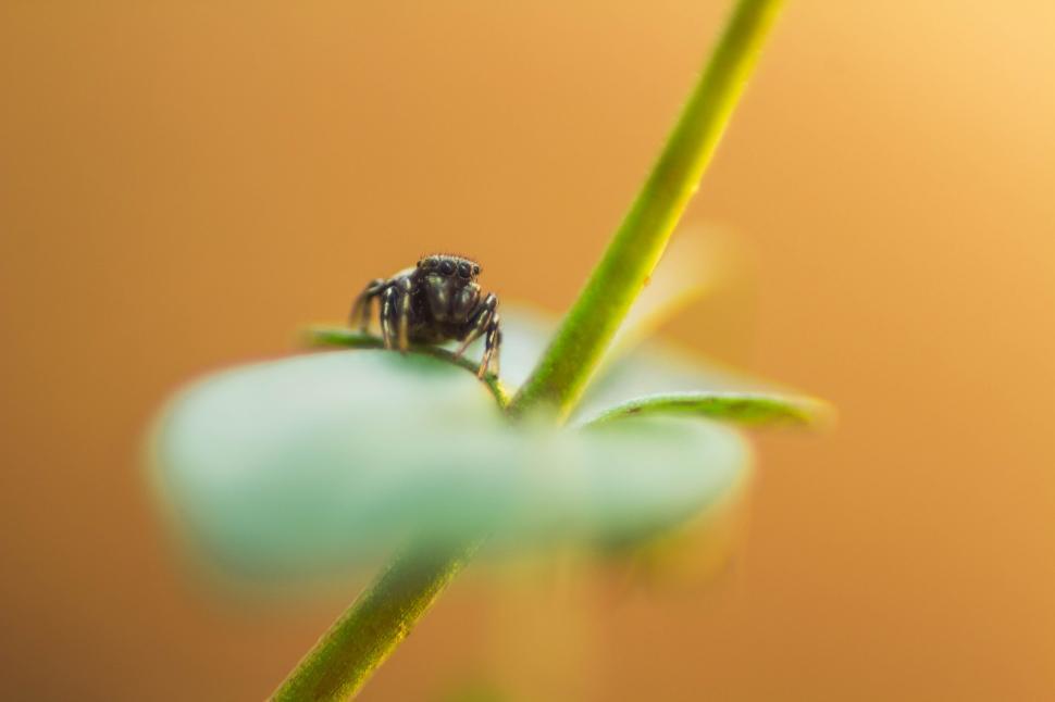 Free Image of Jumping spider on a green leaf 