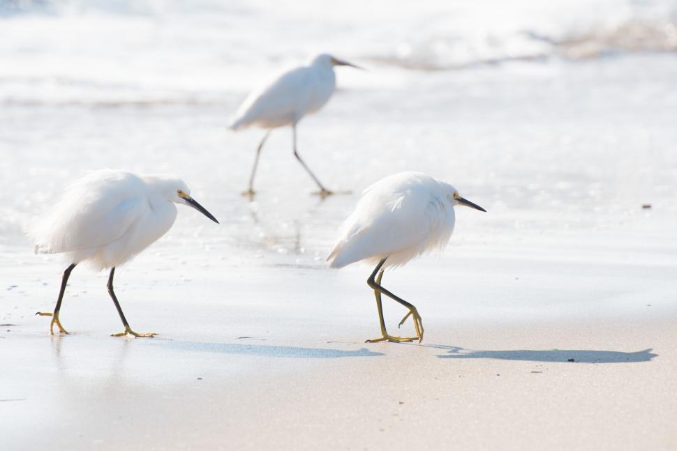Free Image of Snowy egrets walking on a sunny beach 