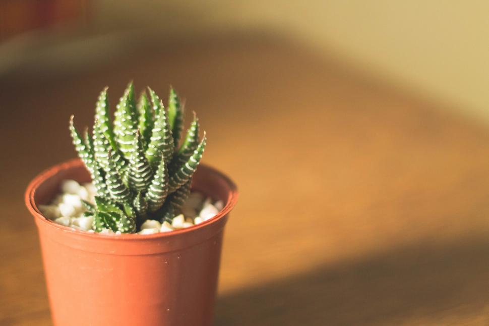 Free Image of Potted succulent plant in warm light 