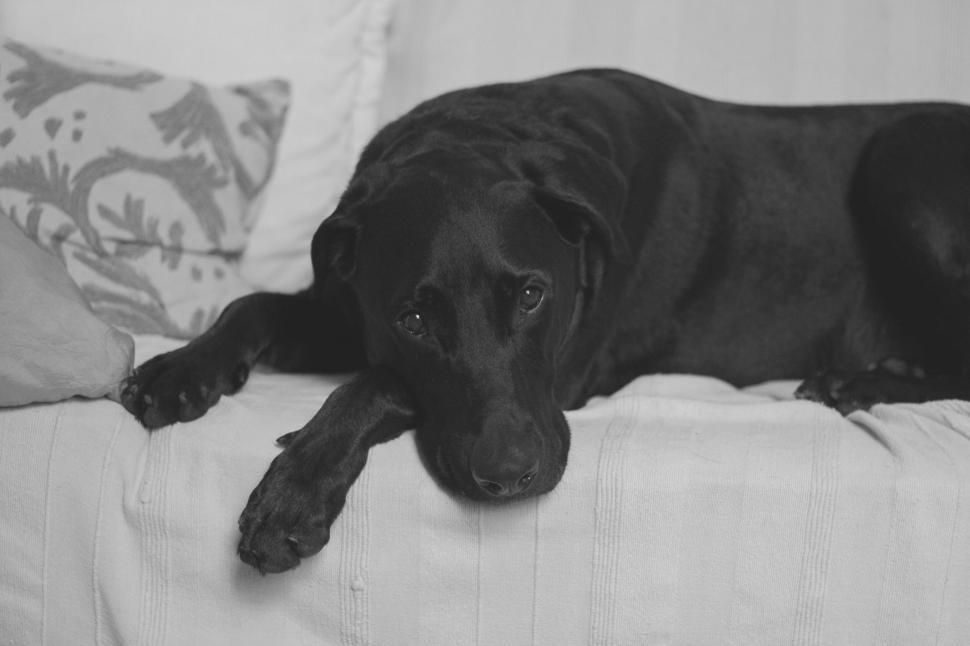 Free Image of Black dog resting on a white couch 