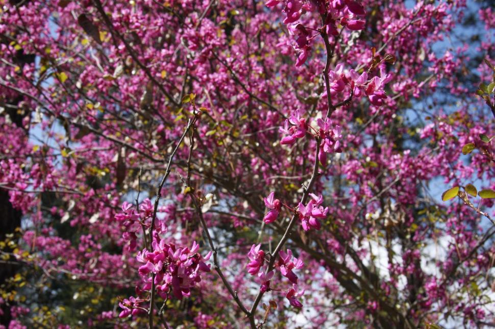 Free Image of California redbuds 