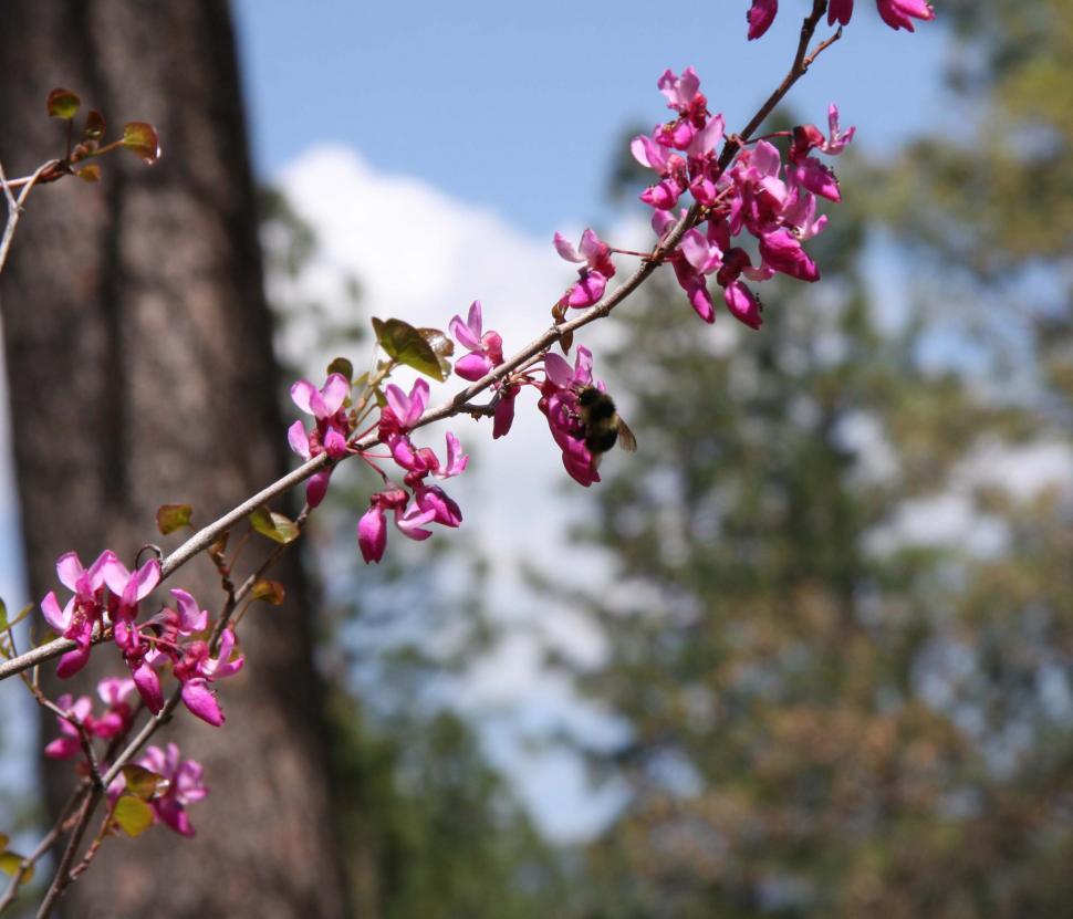 Free Image of California redbuds 