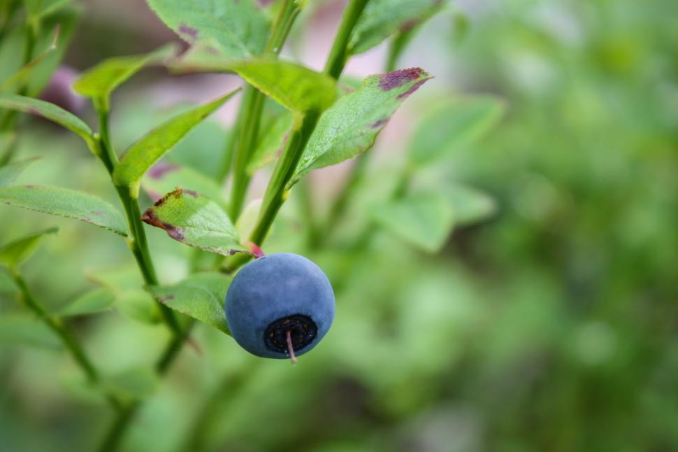 Free Image of Single Blueberry on Green Bush 