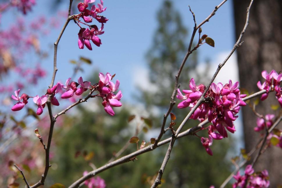 Free Image of California redbuds 