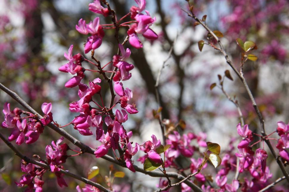Free Image of California redbuds 