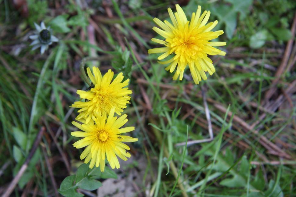 Free Image of Dandelion and insect 
