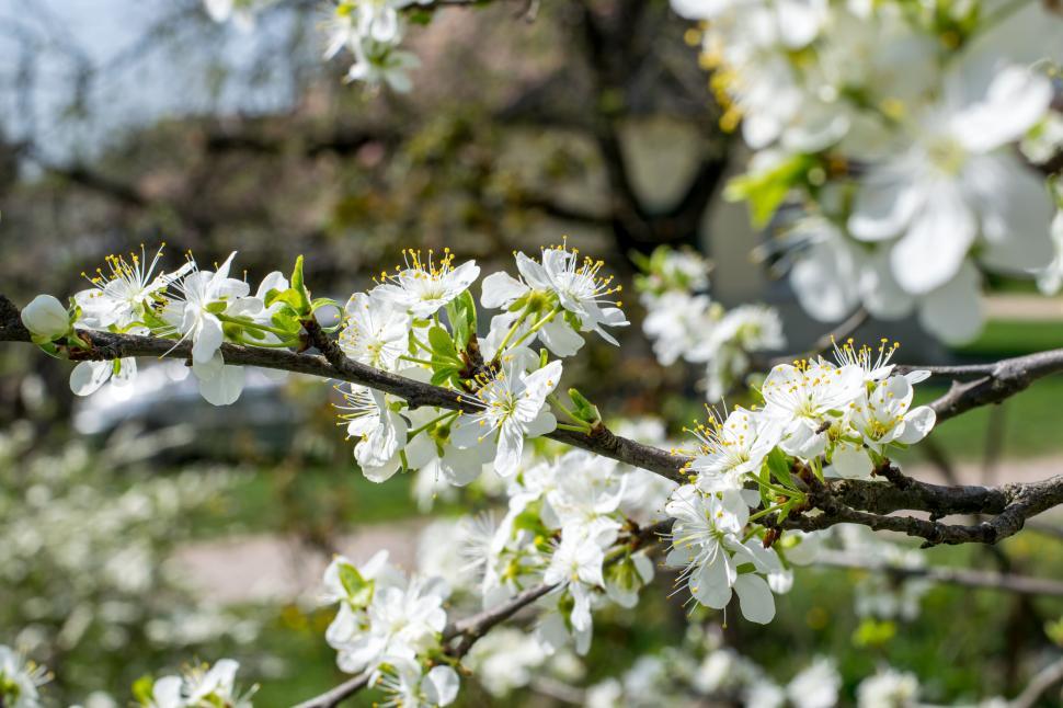 Free Image of White cherry blossoms on a branch 