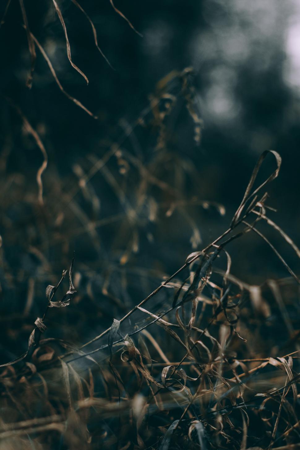 Free Image of Mysterious curling plants with soft focus 