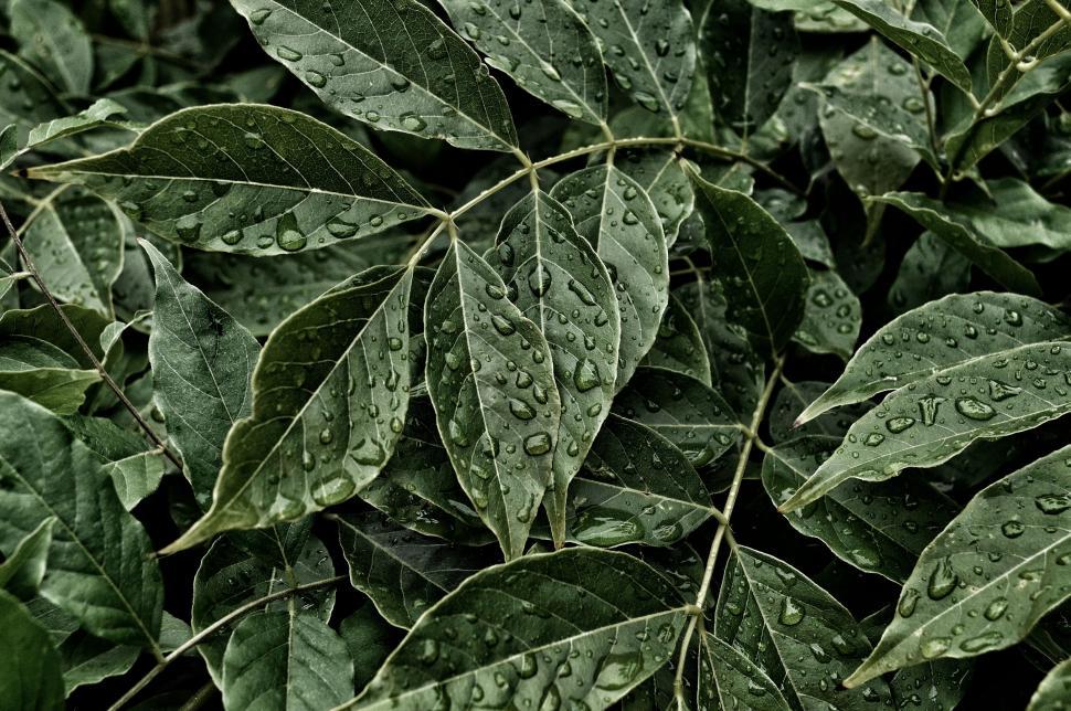 Free Image of Water droplets on green leaves 