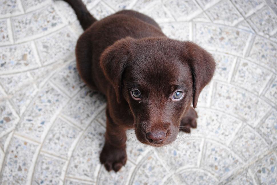 Free Image of Puppy with a blurred face on a patterned floor 