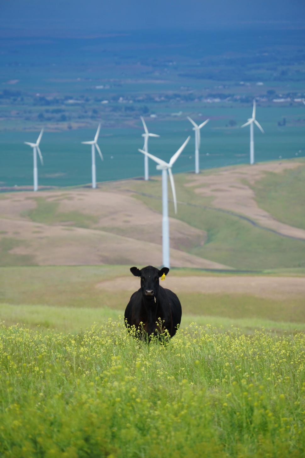 Free Image of Cow in front of wind turbines in green field 