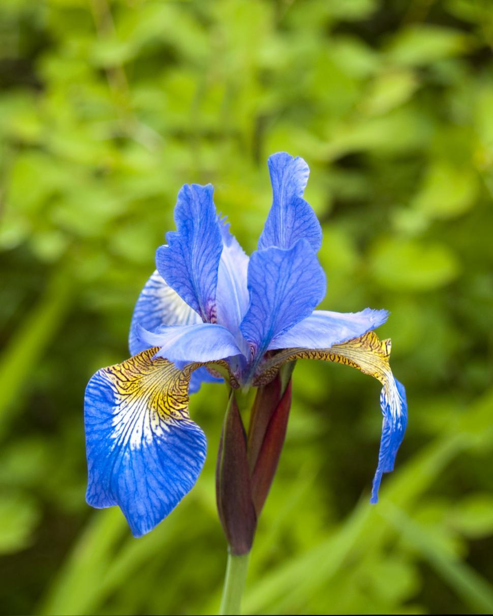 Free Image of  Blue Flag 